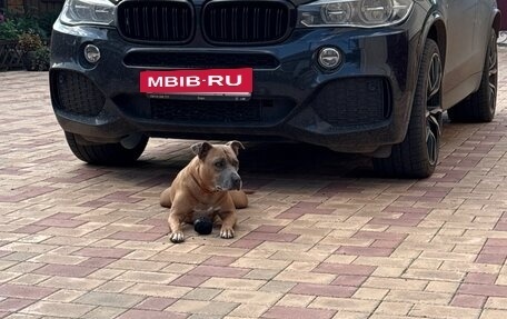 BMW X5, 2018 год, 4 200 000 рублей, 7 фотография
