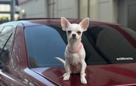 BMW 3 серия, 1998 год, 330 000 рублей, 5 фотография