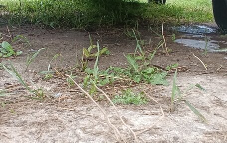 Volkswagen Polo III рестайлинг, 1987 год, 100 000 рублей, 24 фотография