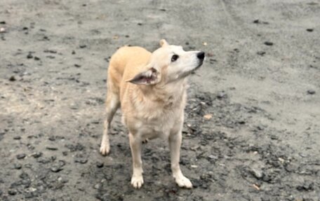 Volkswagen Polo VI (EU Market), 2015 год, 800 000 рублей, 20 фотография