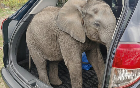 Honda Vezel, 2019 год, 2 099 000 рублей, 13 фотография