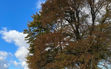 Ford Taunus III, 1982 год, 700 000 рублей, 3 фотография