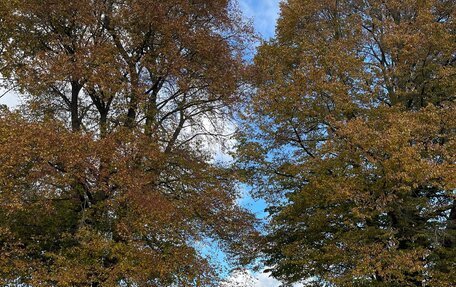 Ford Taunus III, 1982 год, 700 000 рублей, 4 фотография