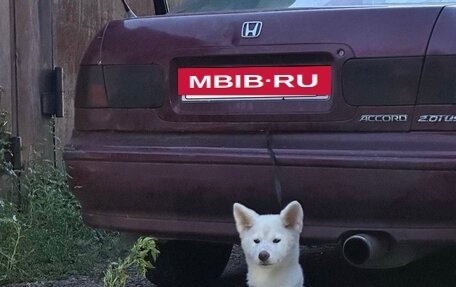 Honda Accord VII рестайлинг, 1993 год, 200 000 рублей, 10 фотография