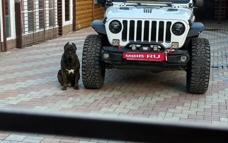 Jeep Wrangler, 2021 год, 6 700 000 рублей, 2 фотография