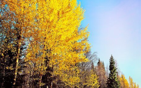 Chevrolet Niva I рестайлинг, 2011 год, 600 000 рублей, 3 фотография