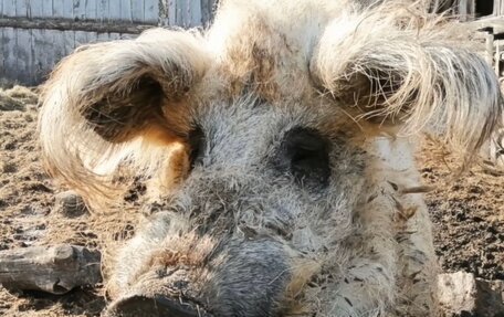 Toyota RAV4, 2020 год, 2 900 000 рублей, 1 фотография