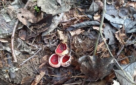 Toyota Avensis III рестайлинг, 1998 год, 250 000 рублей, 8 фотография