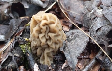 Toyota Avensis III рестайлинг, 1998 год, 250 000 рублей, 9 фотография